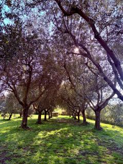 Villa Montesegnale - 1