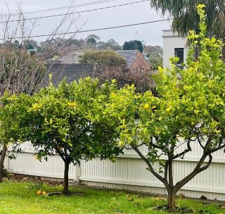 ABC Homes Nedlands - 8