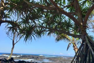 Ocean View Balcony • 2BR • Near Beach & Downtown - 7