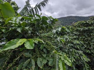 Coffee Cabins - Cabin 4 - 5