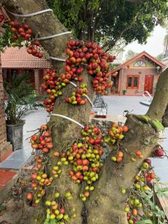 TAM FAMILY HOMESTAY and RESTAURANT - 1