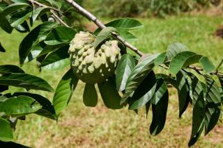 Malanda Falls Retreat - 8