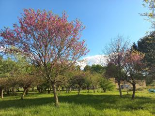 T2 domaine de Nogueres - 5