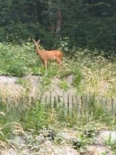 Maison Nature 8 pers dog friendly calme total - 4