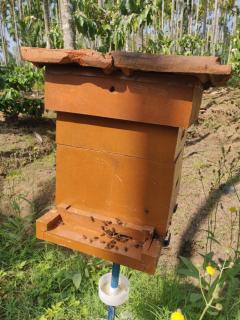 Dubare Inn Coorg - 5