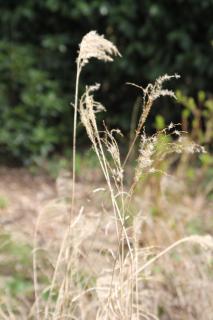 Retraitehuisje Westerwolde - 8