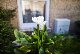 Light and spacious house full of Cornish charm - Penzance - 3