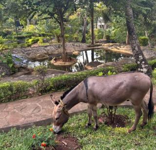 The Eden of Morogoro at MtoMawe - 2
