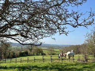 Blackmoor View Cottage - 9