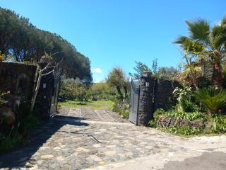Riccioli Dell' Etna - 8