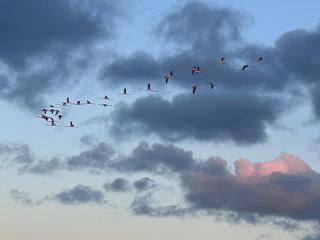 סוויטה על שביל הים - 8