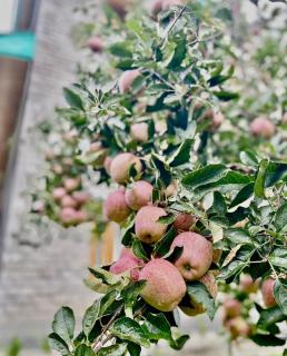 The Serene Walk - Manali - 7
