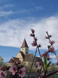 Casa Sura Sasilor - 7