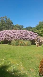 The Beeches, at Aberdunant Hall - 1