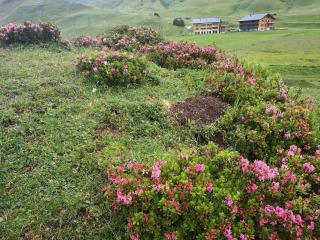 apart-wolf-arlberg - 7