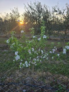 Apartman Maslinjak - 0