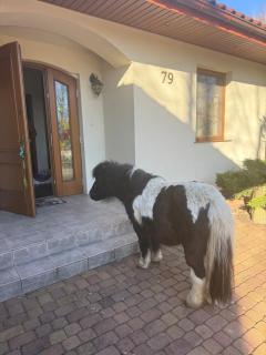 Zacisze Jurajskie - 7