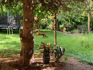 Grosslingova Garden Apartment - Old Town - 9