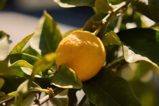 Paradise Ranch Inn- Infinite House Hot Tub,Sauna - 4