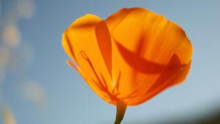Paradise Ranch Inn- Awake House Hot Tub,Sauna - 4