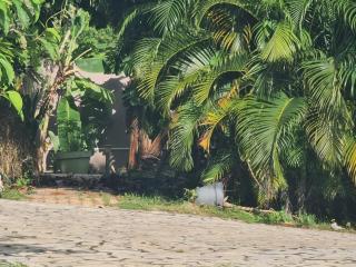 Charmille Charming cottage surrounded by nature and greenery - 1