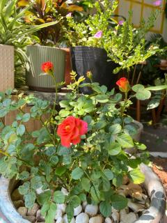 Bee Homestay Phan Thiết - 8