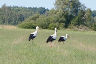 Large, comfortable holiday home with a garden - 8