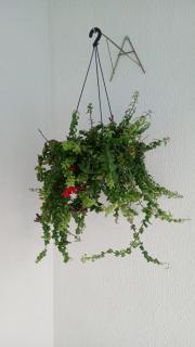 Pousada São Pedro - 6