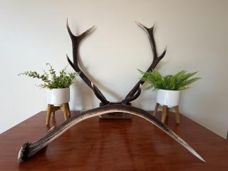 Wapiti Lodge on Lawson - 2