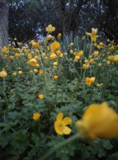 Nature Nest & Restaurant - 0