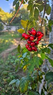 Bed & Breakfast in a beautiful and tranquil Matsheumhlope - 2