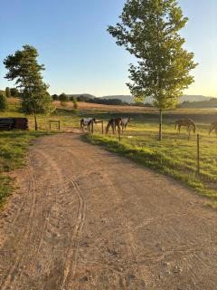 Cosy Farmhouse on Springrove Dam - 3