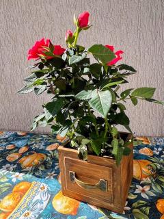 Sunflowers Summer Home - 1