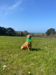 Spacious 2 Bedroom Coastal Cottage nr Bude - Bude - 9