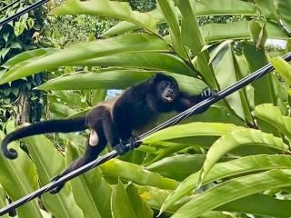 Breathtaking Ocean Vistas, Jungle Bliss, Walk to Eateries & Beach, Fast Internet - 7