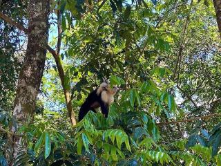 Breathtaking Ocean Vistas, Jungle Bliss, Walk to Eateries & Beach, Fast Internet - 5