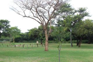 My Bush Camp -  - 5