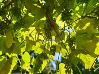 The Family Cottage - 4