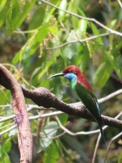 Sumatra Happy Track Tour Guest House & Jungle Trekking - 4