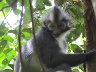 Sumatra Happy Track Tour Guest House & Jungle Trekking - 3