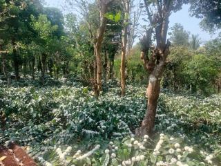 Coorg Bean & Breeze - 3