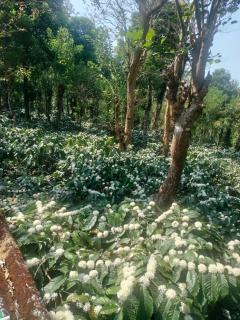 Coorg Bean & Breeze - 2