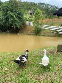 Chácara Recanto Verde - 9