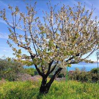 Mansard apart Alba - Sea 5 Terre-trekking-excursions-relax - 6