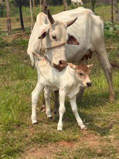 zen mountain farmstay - 7