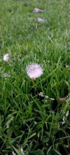 Elmar Ordo Yurt camp AltynArashan - 3