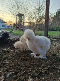 Pokoje Gościnne Przy Lesie - 7