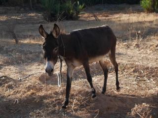 La maison saharaouie - 4