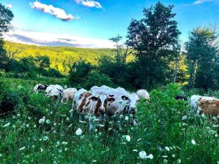 Peaceful Country Retreat with Private Trails, Sauna & Stargazing in Bloomville, New York - 1