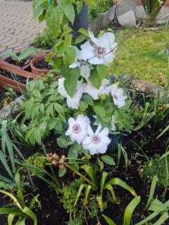 Le Rose Sul Lago - Pescate - 2